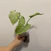 plant/Syngonium Podophyllum ‘Oregano’-1-thumbnail