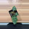 plant/Philodendron Billietae Reverted TC (acclimated)-1-thumbnail