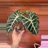 plant/Alocasia Polly 💕-0-thumbnail
