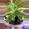 plant/Green congo Nuclear philodendron #0008-2-thumbnail