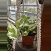 plant/4” n’ joy pothos-0-thumbnail