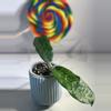 plant/Hoya Globulosa (Spoon Leaf)-1-thumbnail