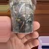 plant/Philodendron Snowdrift-3-thumbnail