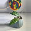 plant/Hoya sp. Kalsel-1-thumbnail