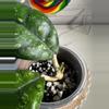 plant/Hoya sp. Kalsel-3-thumbnail