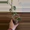 plant/Scindapsus Blue Albo-0-thumbnail