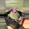 plant/Turbinicarpus Graminispinus Hybrid-0-thumbnail