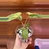 plant/Philodendron Paraiso Verde #0004-2-thumbnail
