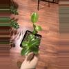 plant/Peperomia scandens-0-thumbnail
