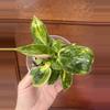 plant/Green congo Nuclear philodendron #0008-0-thumbnail