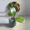 plant/Hoya Michele-1-thumbnail
