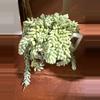 plant/4” donkey tail-0-thumbnail