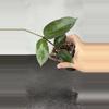 plant/Hoya AH ‘Black Magic’-0-thumbnail