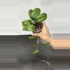 plant/Hoya ‘Noelle’-0-thumbnail