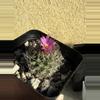 plant/Turbinicarpus Graminispinus Hybrid-3-thumbnail