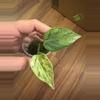plant/Philodendron Heartleaf Variegated-0-thumbnail