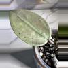 plant/Hoya verticillata (heartleaf) silver-1-thumbnail