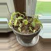 plant/6” peperomia pixie lime-0-thumbnail