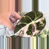 plant/Alocasia Pink Black Velvet-0-thumbnail