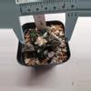 plant/Ariocarpus cv Godzilla-1-thumbnail