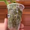 plant/Philodendron Green Congo Nuclear #0006-2-thumbnail
