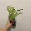 plant/Syngonium Podophyllum ‘Oregano’-0-thumbnail