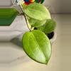 plant/RHM 24167 AL 12 Swiffer’s Mood OP-2-thumbnail
