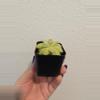 plant/Pinguicula Agnata True Blue x Hemiepiphytica-1-thumbnail