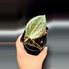 plant/Hoya ‘Pink Crush’ Wibergiae DMW001-1-thumbnail