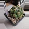 plant/Coryphantha Elephantidens-0-thumbnail