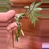 plant/Philodendron Mayoi. Rooted top cut.-2-thumbnail