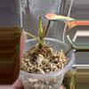 plant/Micans variegated ✨#0007-4-thumbnail
