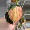 plant/Micans variegated ✨#0007-0-thumbnail