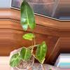 plant/Philodendron Burle Marx var?-4-thumbnail