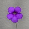 plant/Pinguicula Gigantea x Cyclosecta-2-thumbnail