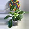 plant/Hoya Viola-1-thumbnail