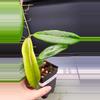 plant/🦄Hoya Soligamiana-A-2-thumbnail