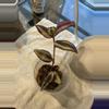 plant/Purple tradescantia zebrina rooted cutting-0-thumbnail