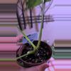 plant/Monstera Thai Constellation-1-thumbnail
