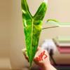plant/Alocasia Longiloba Albo Revert-4-thumbnail