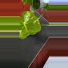 plant/Thai con-4-thumbnail