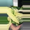 plant/Syngonium Albo-1-thumbnail