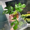 plant/Rhaphi Tetra Albo-0-thumbnail