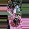 plant/Monstera Thai Constellation-0-thumbnail