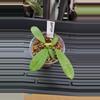plant/Hoya RHM2589 (finlaysonii (ripple leaf) x unknown-0-thumbnail