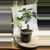 plant/Schefflera arboricola (variegated Umbrella Tree)-1-thumbnail