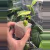 plant/Jacklyn Aurea-2-thumbnail