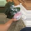 plant/Alocasia Pink Serendipity-0-thumbnail