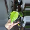 plant/monstera mint-0-thumbnail