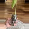 plant/Alocasia Longiloba Albo Revert-3-thumbnail
